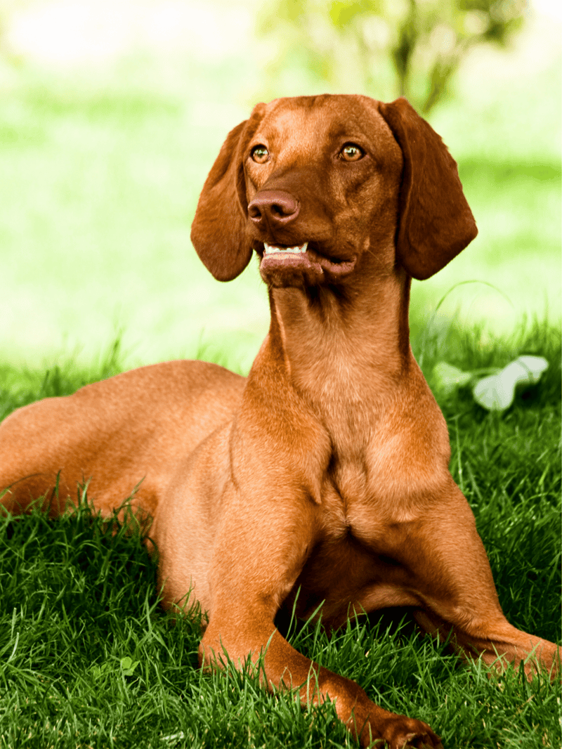 Adorable young Labrador Retriever lying on green grass in park setting.