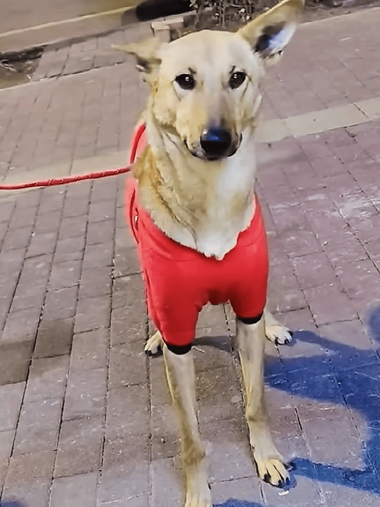 Cute dog wearing a red sweater on a city sidewalk.
