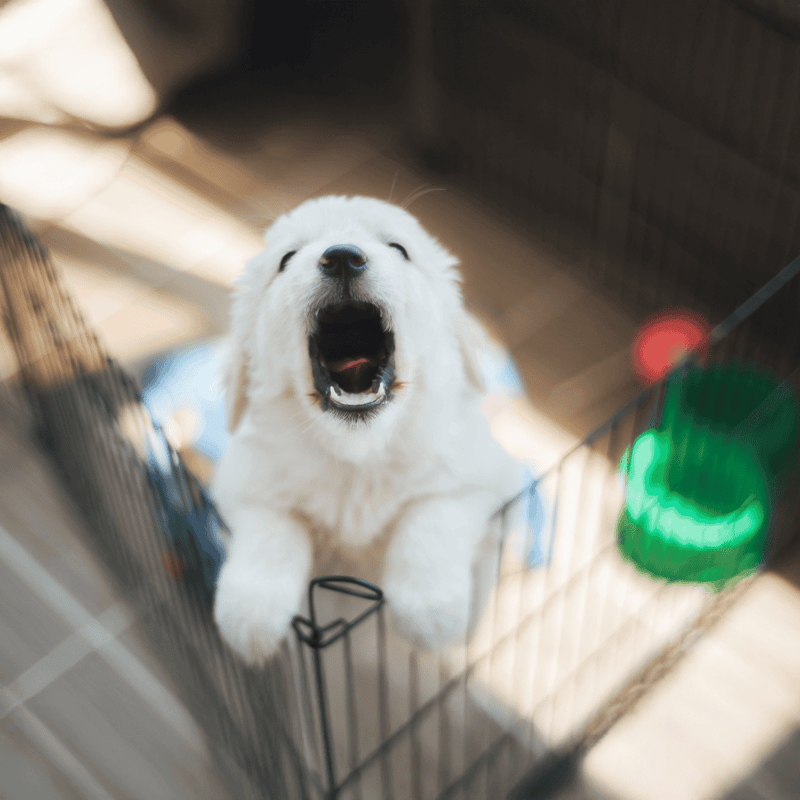 Adorable white puppy excited in its crate, happy and eager for playtime or cuddles.
