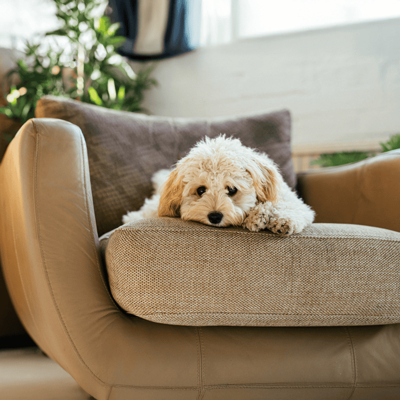 Dog relaxing on plush sofa, young puppy resting peacefully, cozy environment for pets.