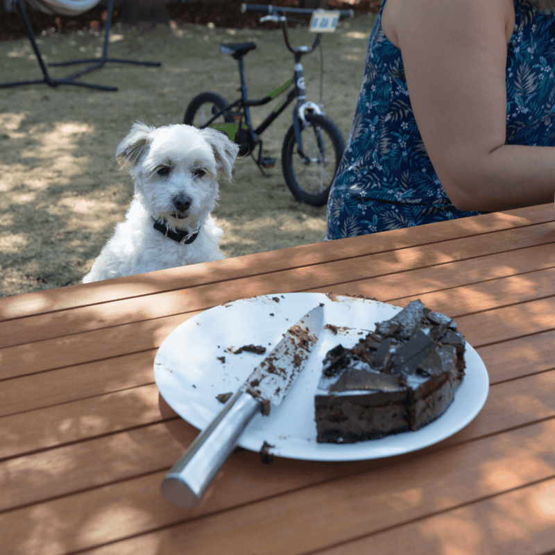 Dog birthday party at outdoor gathering with special cake for pets and playful atmosphere.
