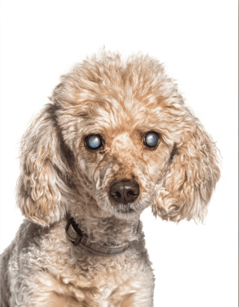 Adopt a caring poodle mix dog with cloudy eyes, perfect for a loving home and companion.