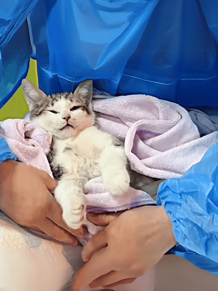 Adorable kitten being rescued and cared for by volunteers in a shelter setting.