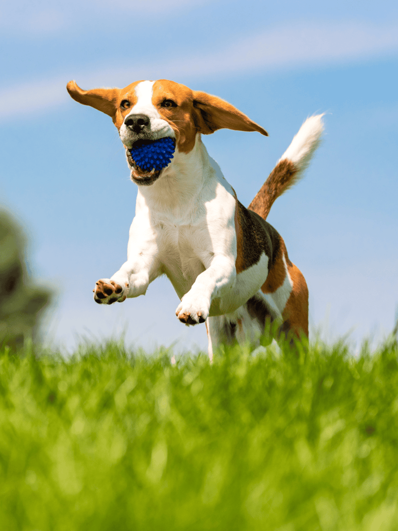 Dog fetching blue ball, outdoor play, energetic dog, happy pet, active dog, dog fun, dog agility.