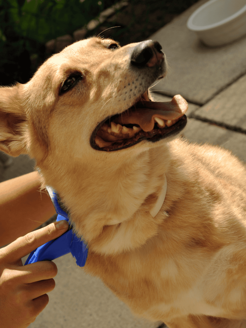 Dog with a blue collar, happy and smiling during outdoor walk, emphasizing professional dog care and pet walking services.