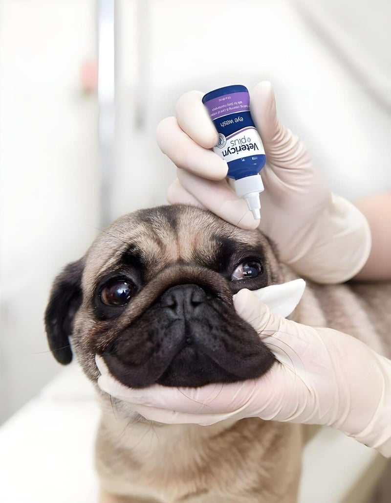 Dog eye care with ointment for healthy vision, veterinary ophthalmology services.