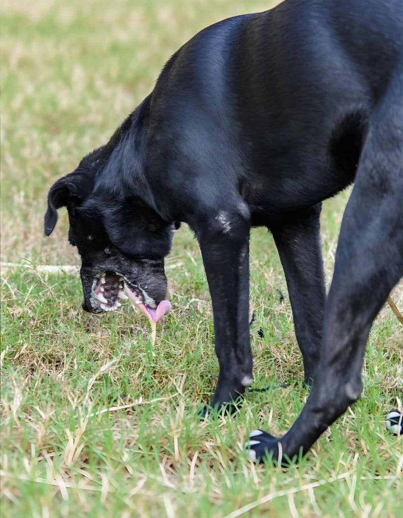 Close-up of a black dog licking grass outdoors.