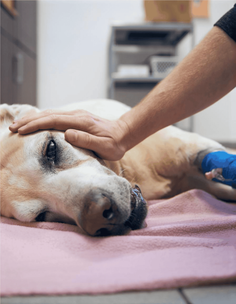 Dog undergoing veterinary check-up, receiving professional pet health care.
