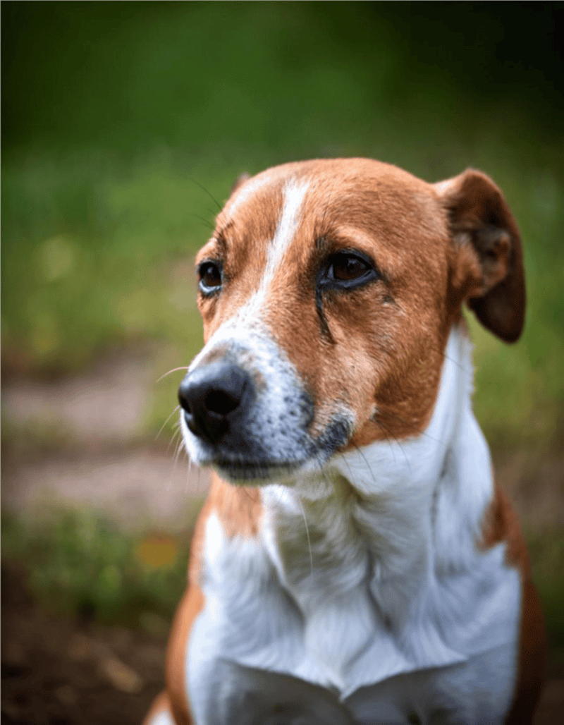 Adopt a loving, friendly dog for home companionship and joy.