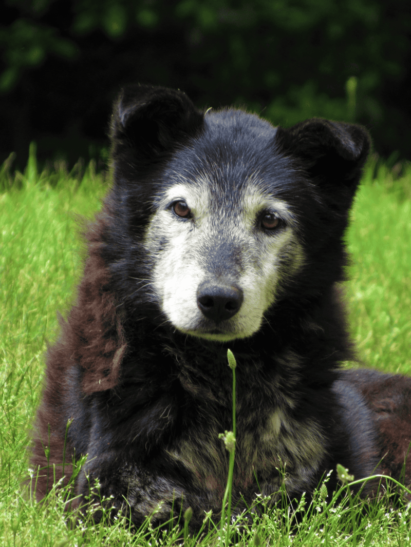 Dog rescue Siberian Husky mix with beautiful fur, lying on green grass in a park, ready for adoption.