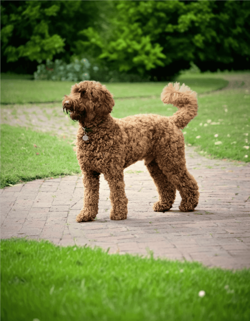 Adorable goldendoodle, fluffy dog, outdoor park setting, walking, playtime, pet care.