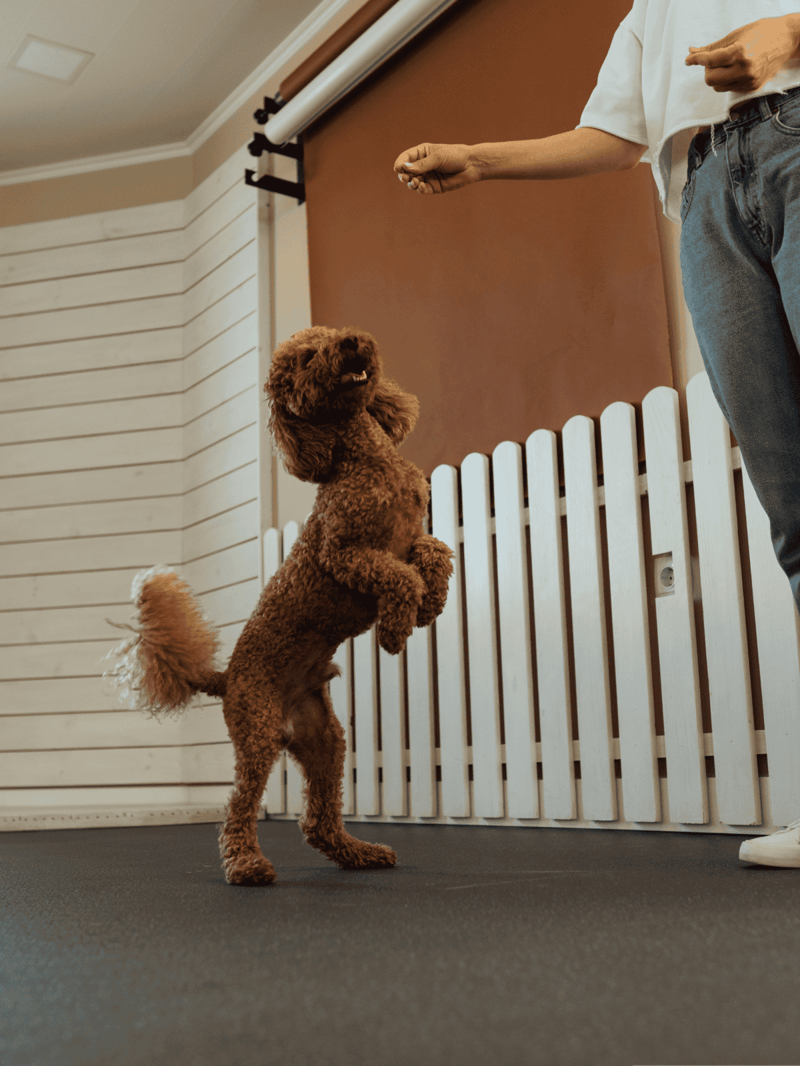 Dog training, obedience, pet training services, indoor agility training.