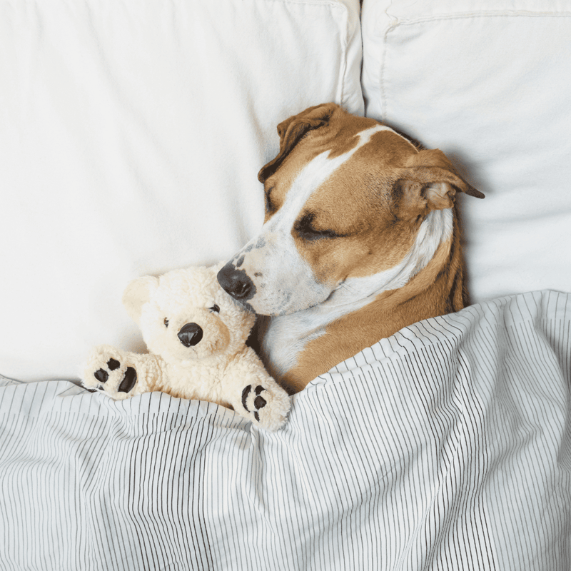 Adorable dog sleeping on a bed with a cuddly teddy bear toy. Perfect for pet comfort and sleep-related content.