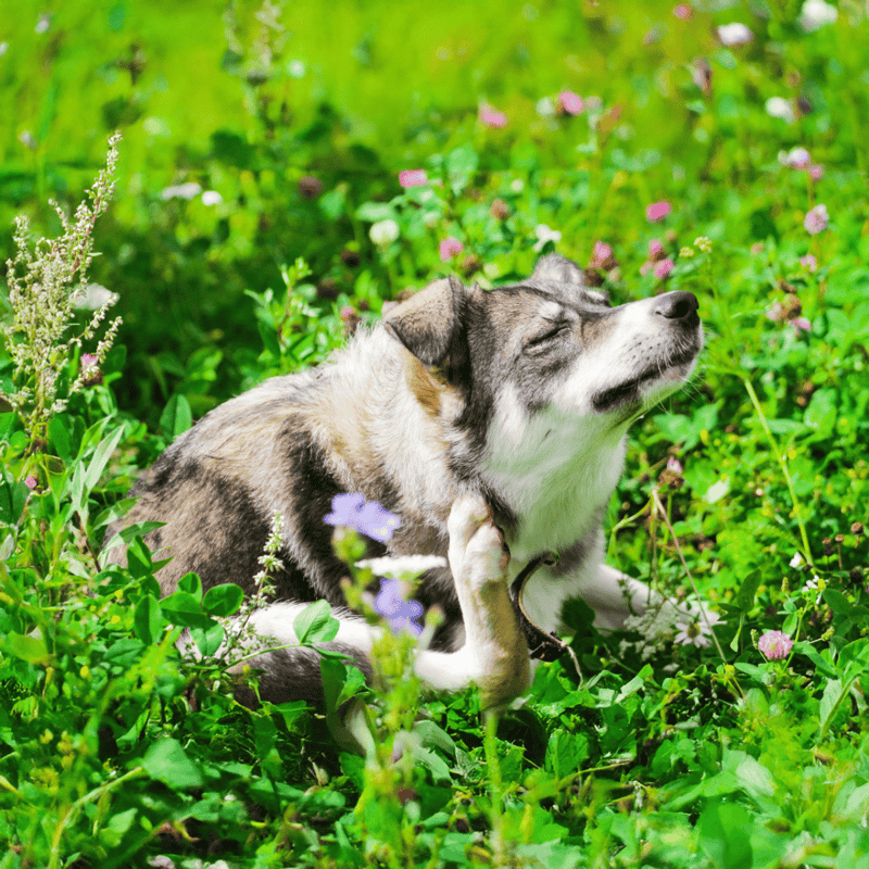 Happy dog surrounded by vibrant greenery and blooming flowers in a natural outdoor setting.