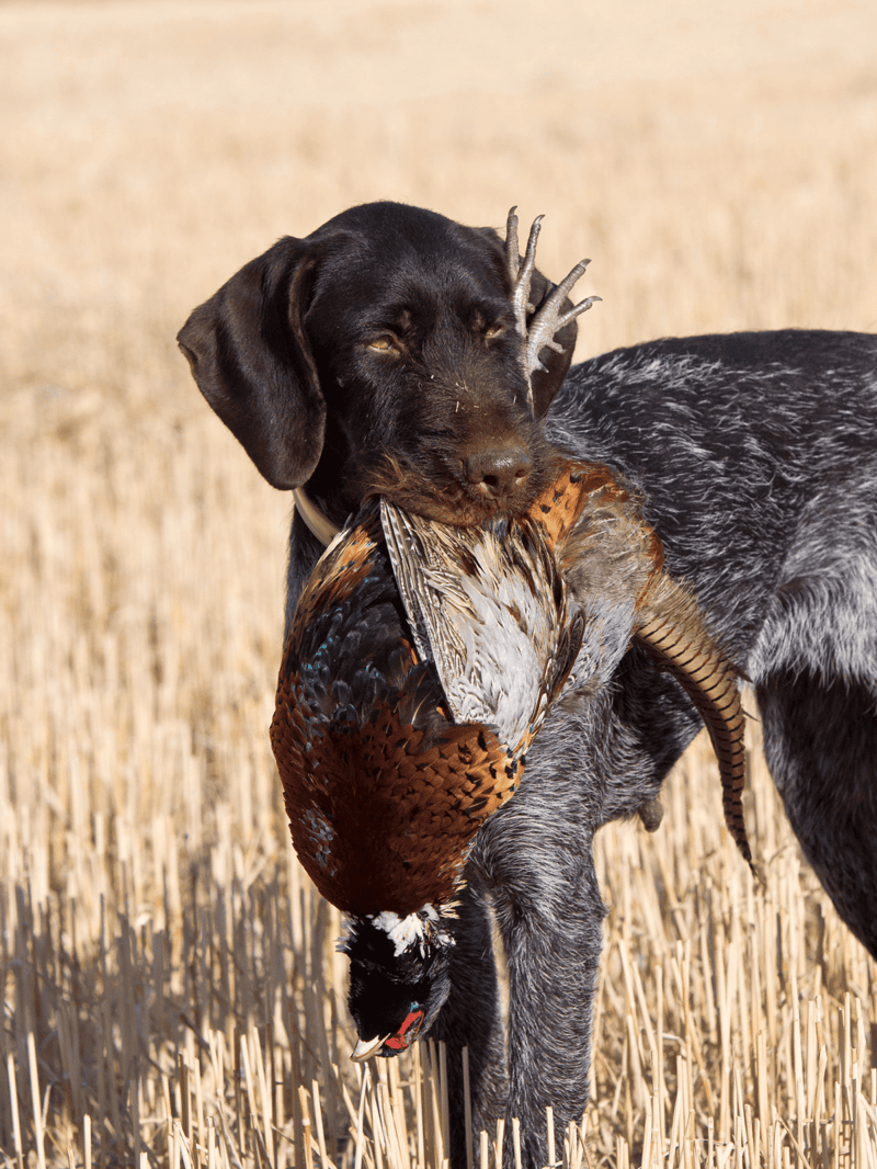 Dog with a bird in a wheat field.