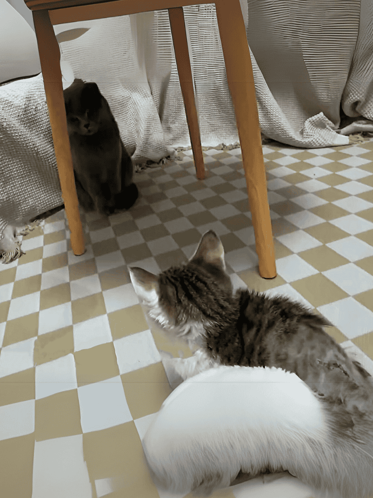 Cute house cat observing dog under table, playful pet interaction, indoor feline behavior.
