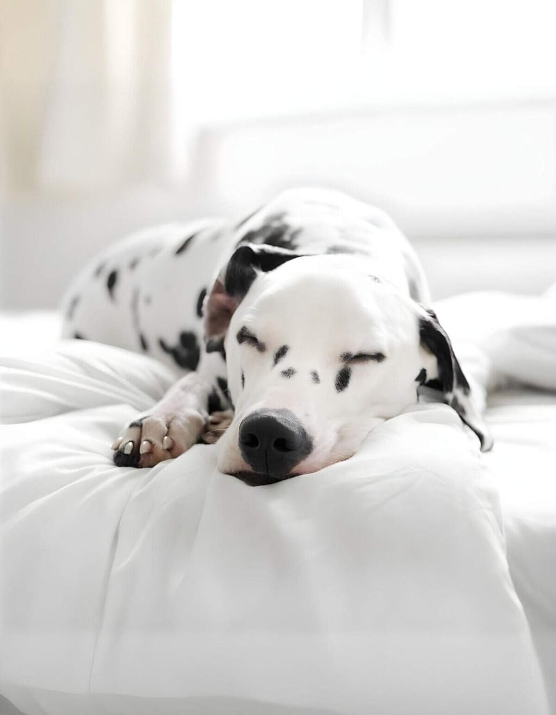 Adorable Dalmatian dog sleeping soundly on white bed.