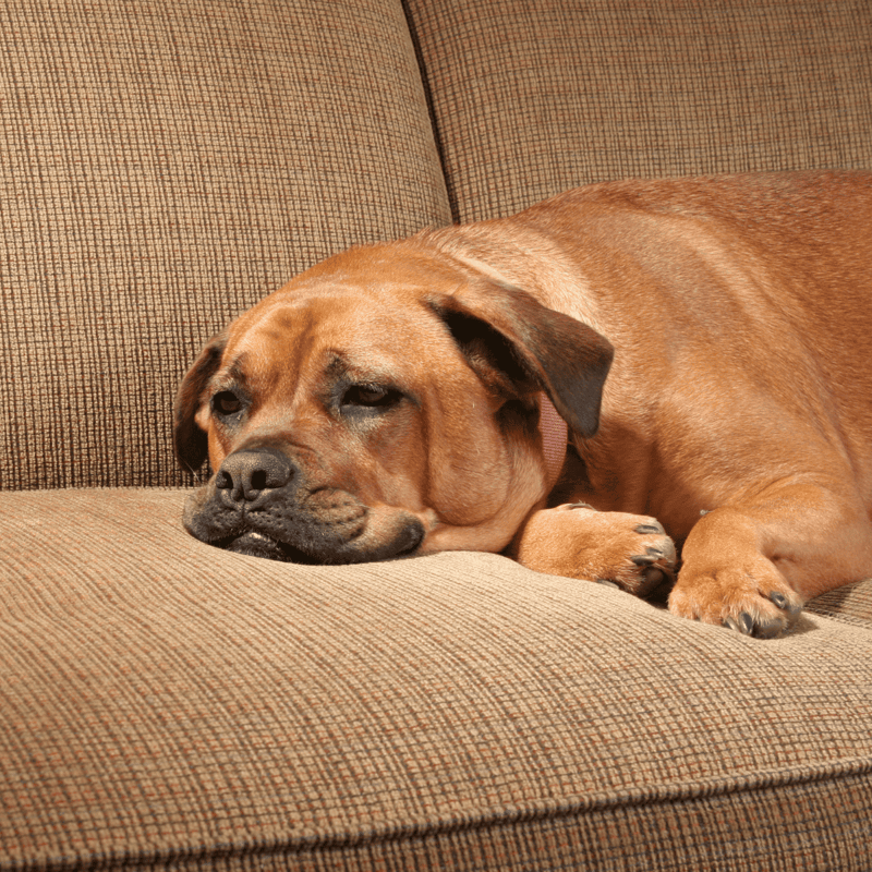 Comfortable dog relaxing on a cozy sofa, perfect for pet relaxation and lounging.