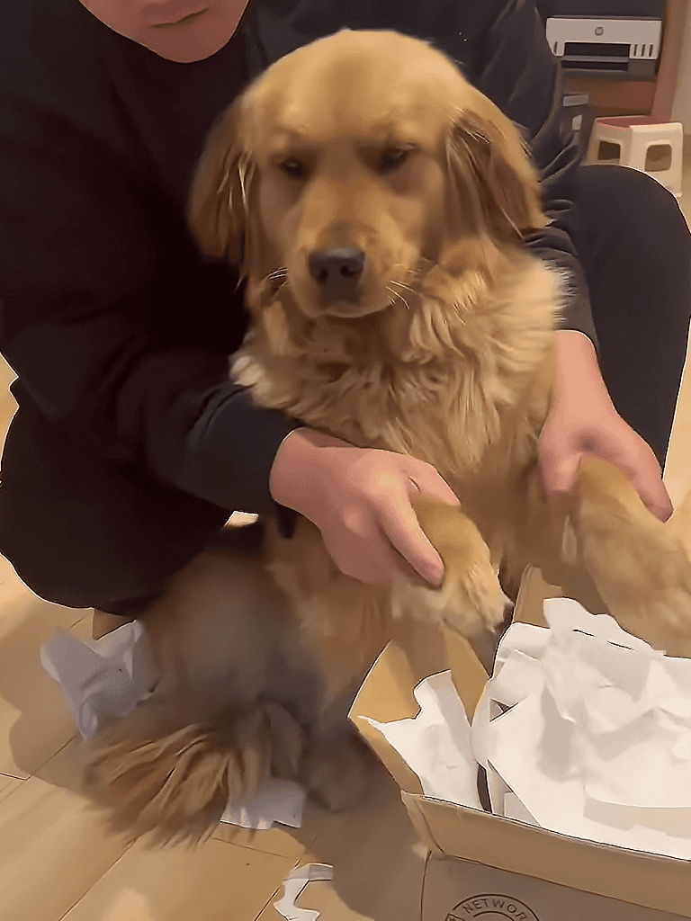Golden retriever puppy being gently held in person’s hands, opening a gift box.