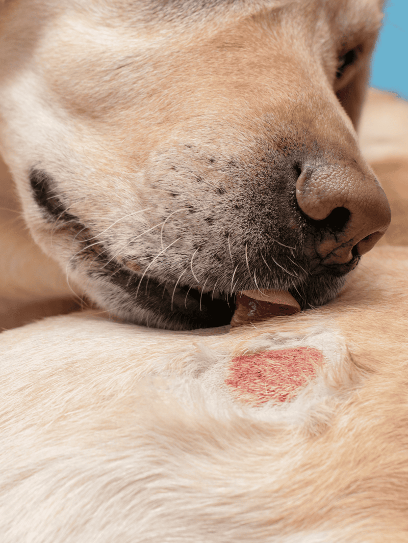 Close-up of a dog licking another dog’s skin with a healing wound, emphasizing pet health and grooming services.