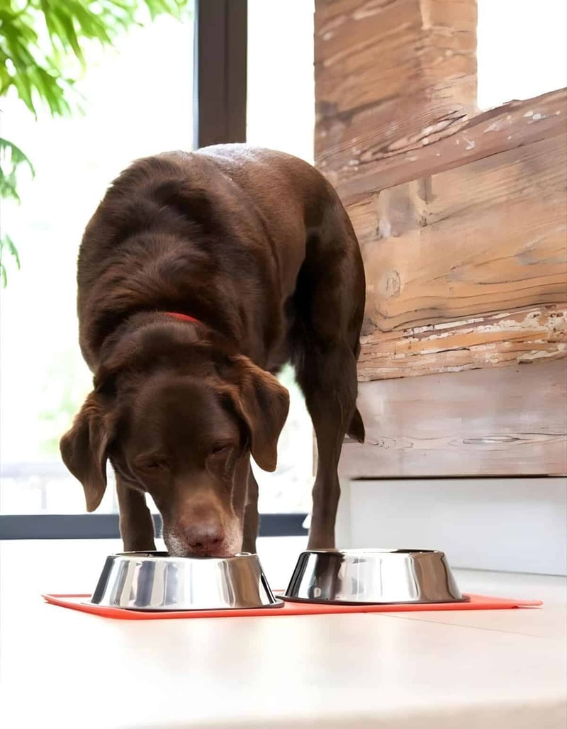 Dog enjoying nutritious meal from stainless steel bowls.