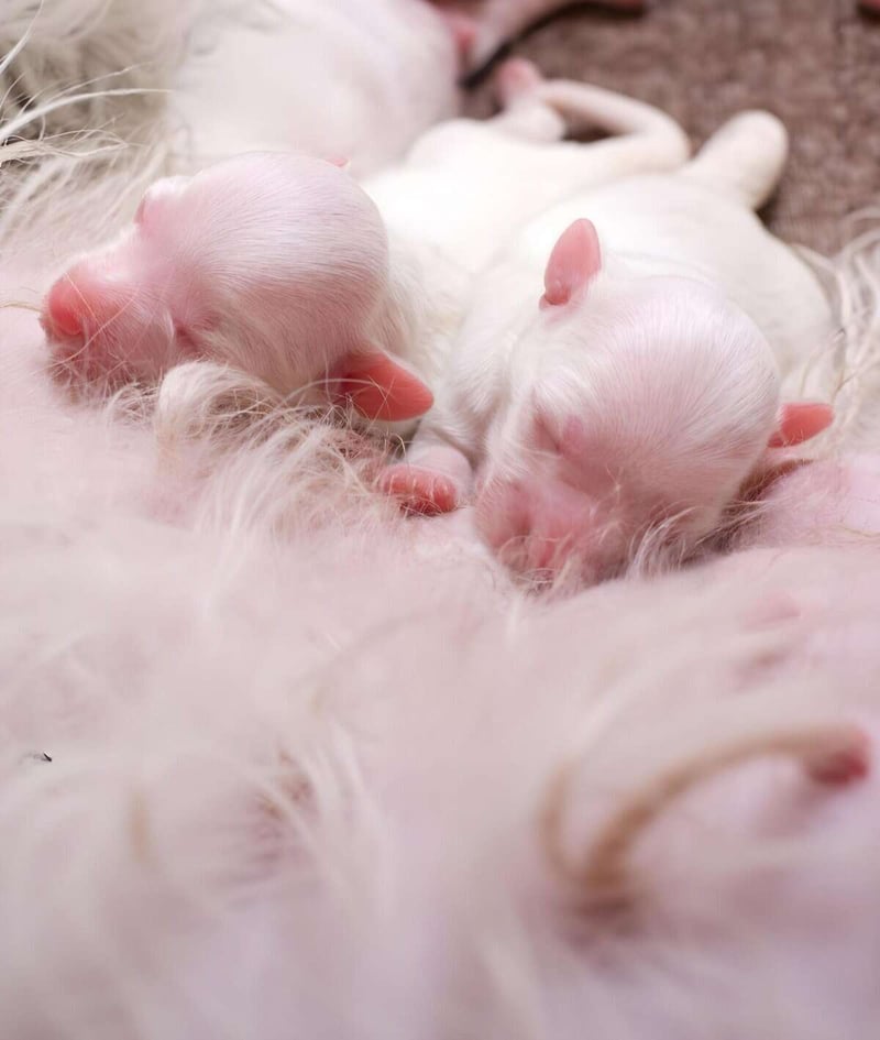 Close-up of three tiny pink and white puppies snuggling together.