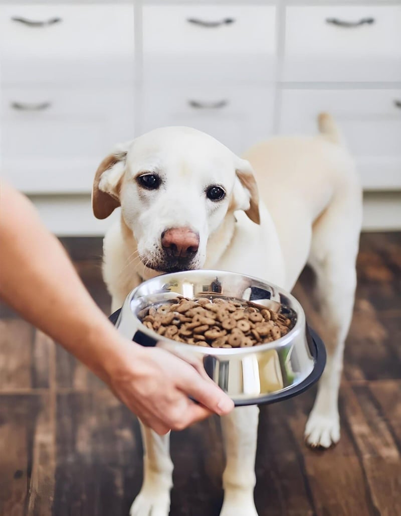 Dog eating from metal bowl with kibble, showcasing pet feeding solutions.