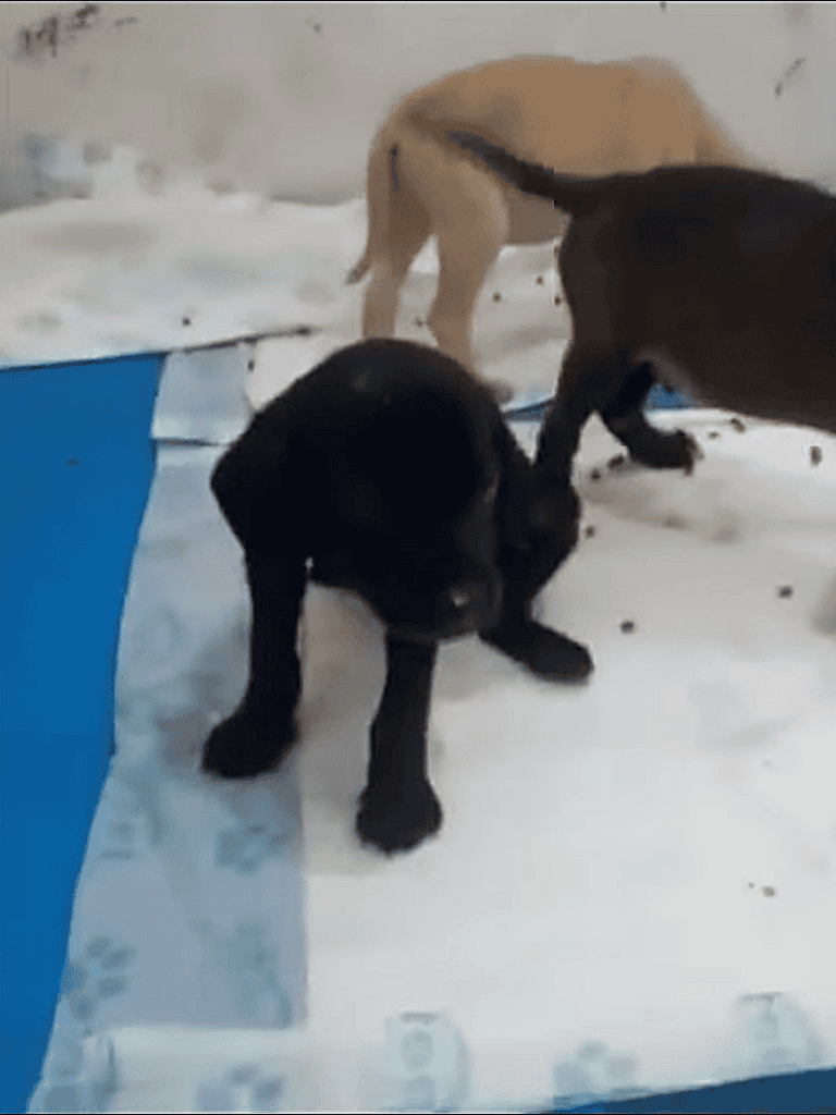 Adorable puppies playing in the snow, showcasing early-stage socialization and playful behavior.