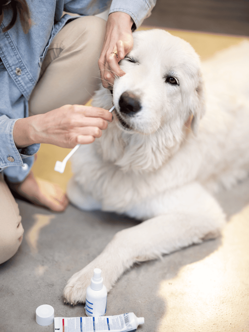 Dog receiving medical treatment, pet health, veterinarian, dog first aid, pet medication.
