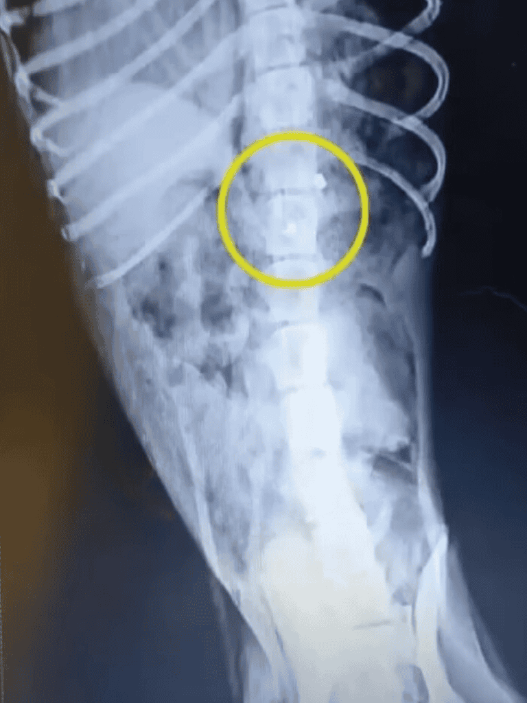 X-ray image showing a dog's broken bone with surgical pin for fracture repair.
