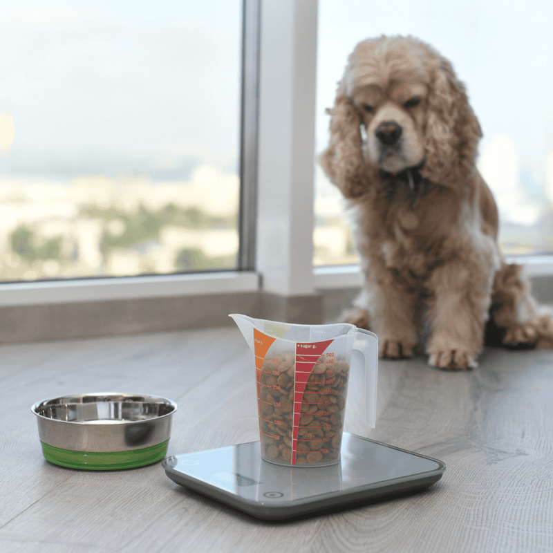 Dog measuring cup and scale for accurate pet food portions.