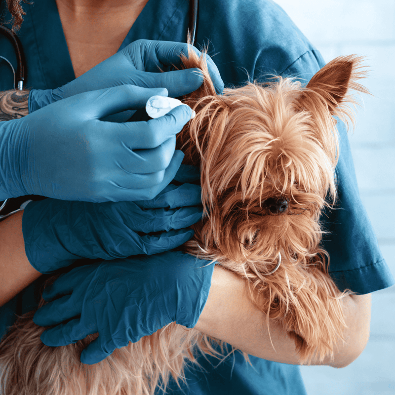 Close-up of a veterinarian giving a vaccination shot to a Yorkshire Terrier dog.