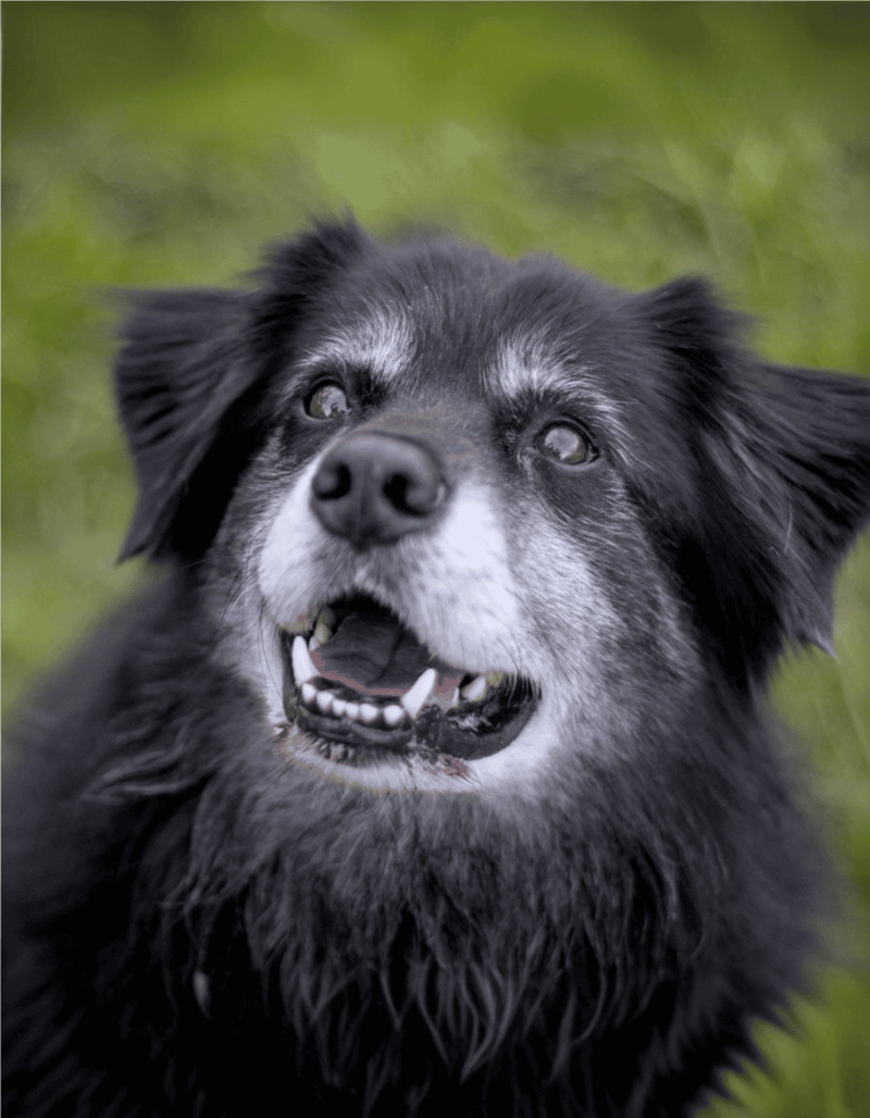 Dogfix.com dedicated to healthy dog care and expert pet solutions.