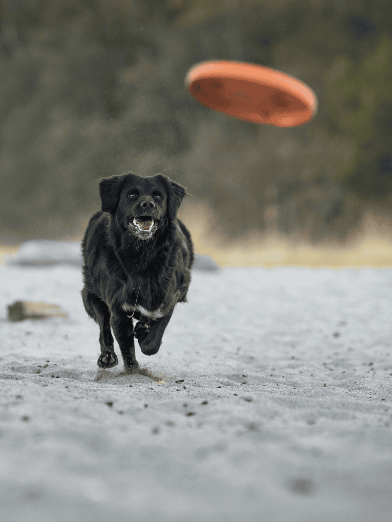 Dog catching frisbee during outdoor playtime, active and energetic pet.