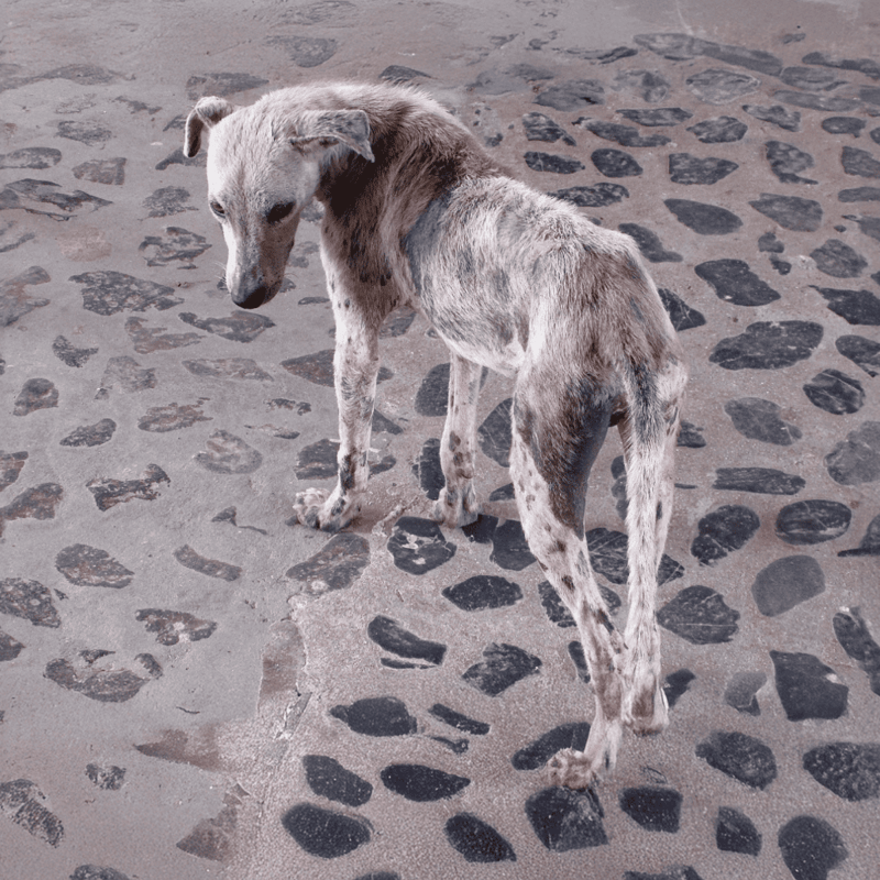 Dogfix.com rescue dog with a unique coat standing on cobblestone pavement.