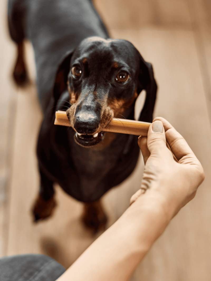 Dog holding a chew stick in mouth during training.