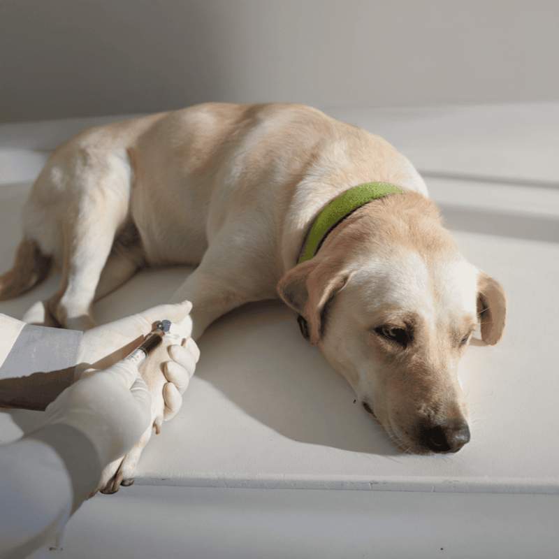 Dog receiving vaccination in a vet clinic.