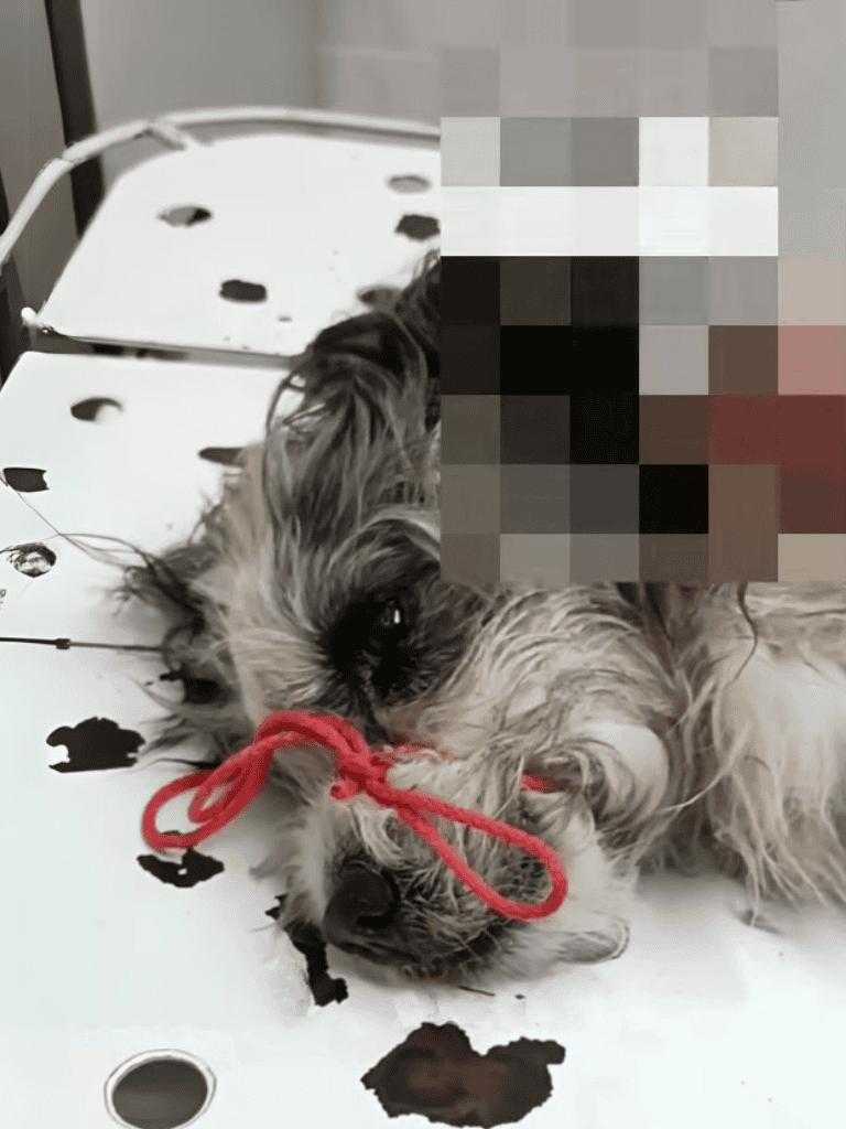 Dog showing signs of injury or illness, receiving veterinary care.