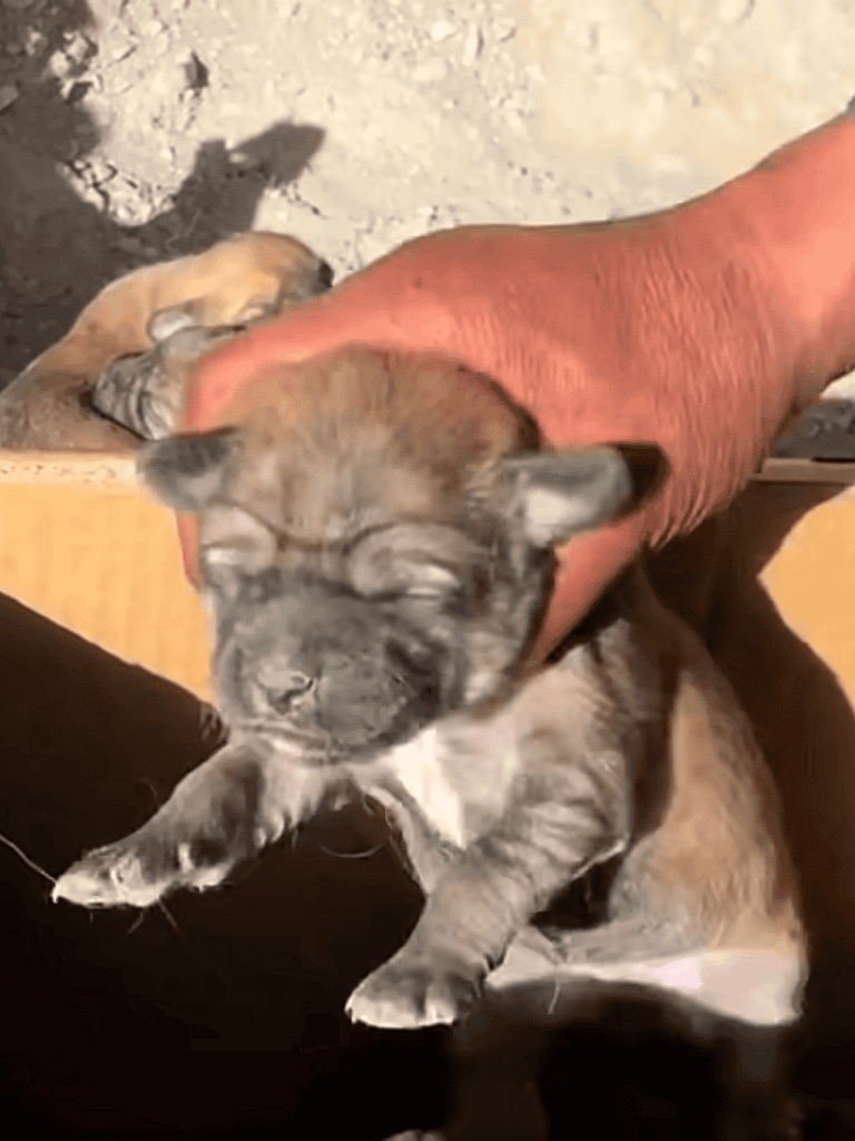 Adorable rescue puppy getting comforting care, emphasizing dog rescue and emotional support services.