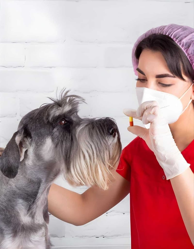 Female veterinarian holding pill for dog with white gloves, medication for pet wellness.