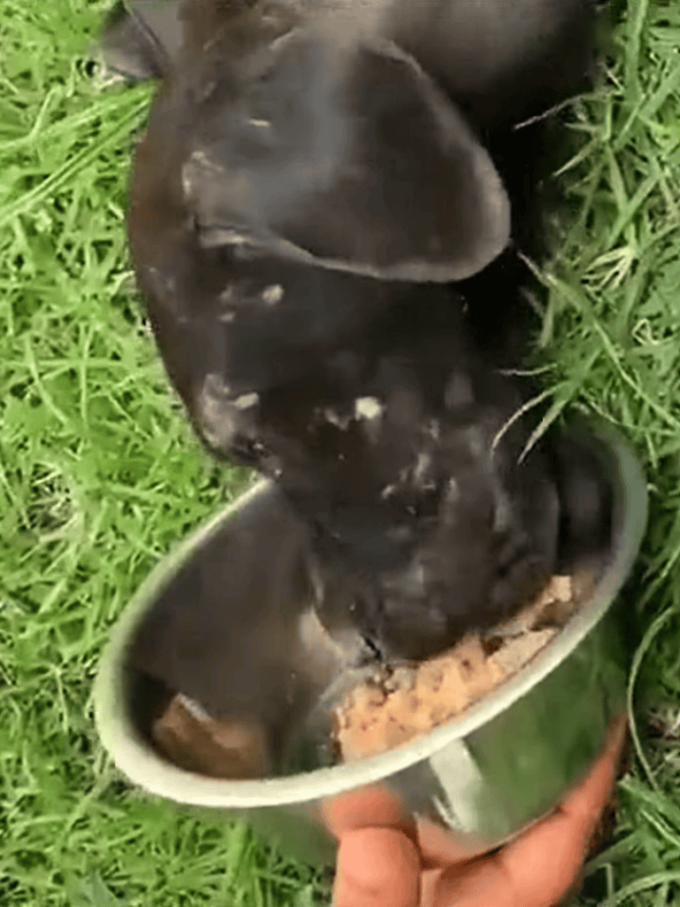 Adopt and care for dogs with proper nutrition and training at Dogfix.com.