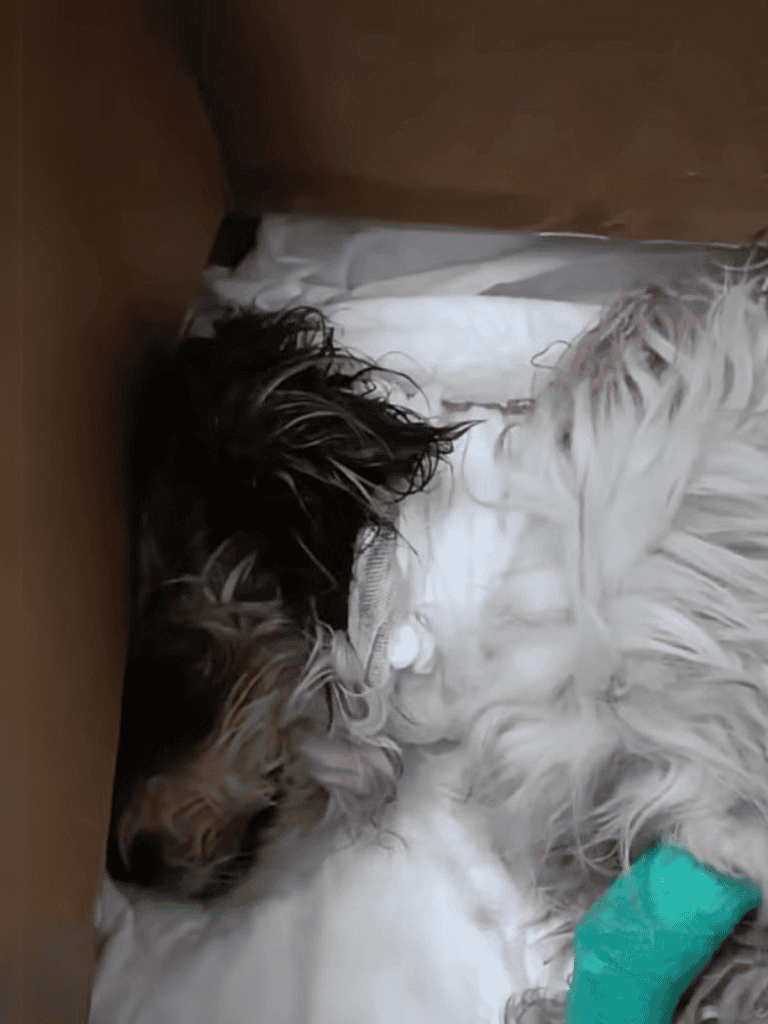 Adorable puppy peacefully sleeping in a box, perfect for dog rescue adoption and fostering.
