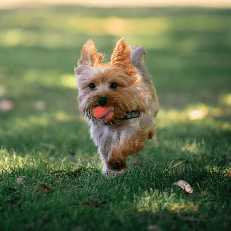 Adorable small dog running happily in a green park holding a ball in its mouth.