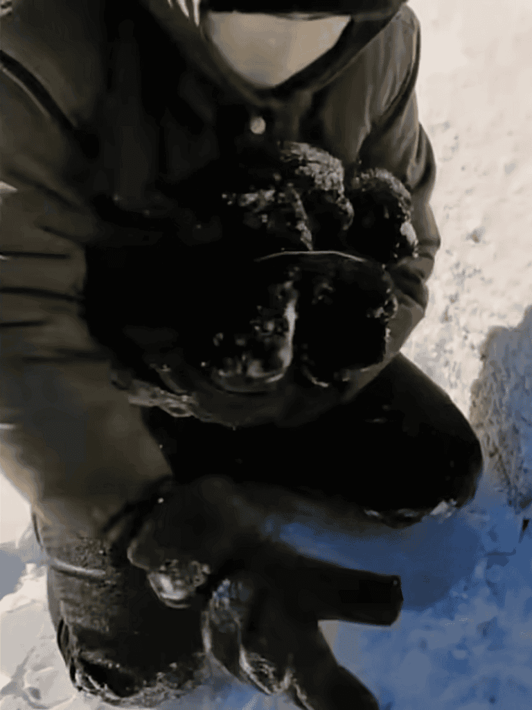 Dog in winter gear outside in snow, enjoying the cold weather.