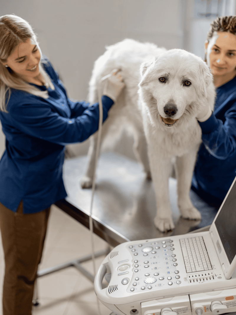 Veterinarians examining a large white dog at a vet clinic for health checkup.