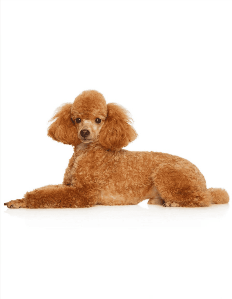 Adorable poodle mix dog lying on white background, grooming and pet care for small breeds.