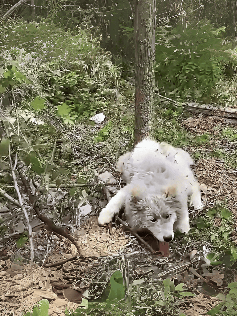 Adorable Siberian Husky puppy exploring wooded outdoor area.