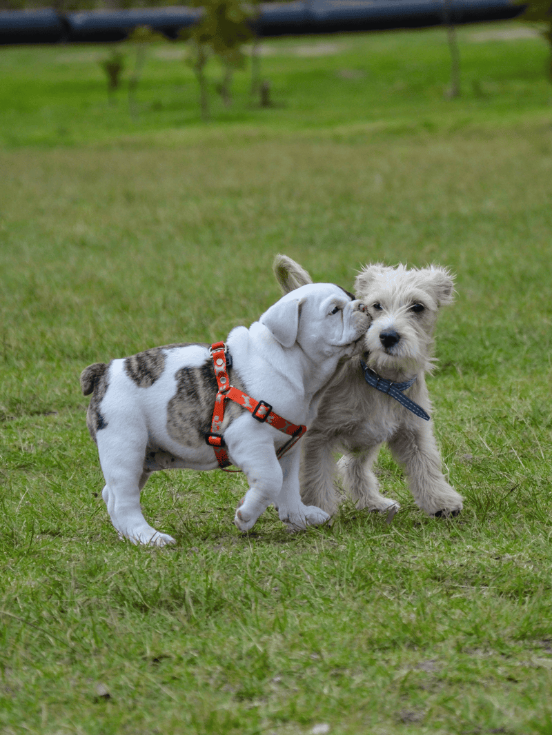 Adorable puppies playing and bonding outdoors in a grassy area.