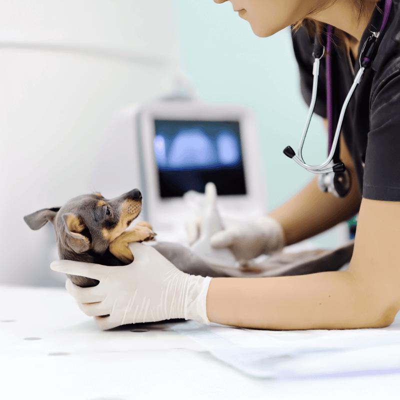 Vet performing medical exam on puppy.