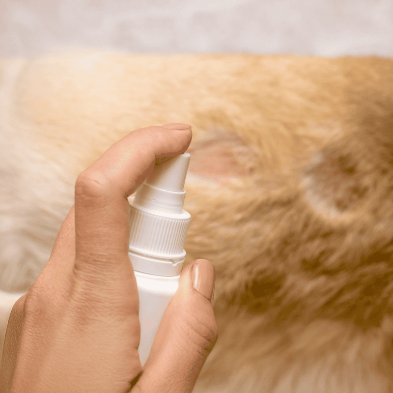 Alt text: Person applying flea spray to a dog's coat for flea prevention and control.